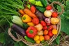 Universaldünger Gartendünger Volldünger Gemüsedünger Obst Produktbild-Vorschau 3