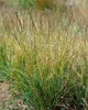 Sesleria autumnalis, Herbst-Kopfgras, ca. 9x9 cm Topf, Produktbild-Vorschau 2