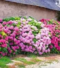BALDUR Garten Freiland-Hortensien-Hecke 'Pink-rosé',3 Produktbild-Vorschau 1