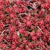 6 x Orpin rouge  - Sedum album « Coral Carpet »  | Pot 9 cm Voir les images du produit 1