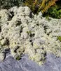BALDUR Garten 5x Bodendecker Steinaster Snowflurry, Produktbild-Vorschau 2