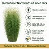 Stauden Gänge 3 x Panicum virgatum 'Northwind' im 1 Liter Produktbild-Vorschau 8