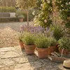 Bloomique - Zestaw 6 sztuk - Lavandula Angustifolia ‘Dwarf Podgląd zdjęcia produktu 4