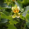 Liliovník tulipánokvětý 2L Náhled obrázku produktu 5