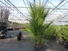 Palme 150 - 180 cm Zwergpalme Chamaerops Humilis, Produktbild-Vorschau 7