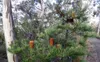 Haarnadel-banksia (Banksia spinulosa) - 5 zaden Productafbeelding-voorbeeld 3