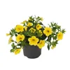 Magic bell - Mini wiszaca petunia - Calibrachoa - Doniczka Podgląd zdjęcia produktu 2