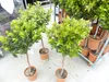 Erdbeerbaum | 120 cm | Arbutus unedo | veredelt |  | Produktbild-Vorschau 9