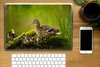 MuchoWow® Laptop Aufkleber Sticker Cover Ente - Vögel - Produktbild-Vorschau 2