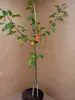 Rubinola (S) roter süßsäuerlicher Apfel Buschbaum 110-140 Produktbild-Vorschau 3