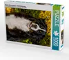CALVENDO Puzzle Berner Sennenhund - Herbststimmung | 1000 Produktbild-Vorschau 1