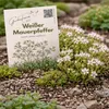 Weißer Mauerpfeffer Sedum album, 1 Portion, Bodendecker für Produktbild-Vorschau 4