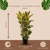 Trendyplants - Ficus Elastica Tineke krzew - Drzewo Podgląd zdjęcia produktu 4