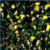 2 x  Efeu  - Hedera helix 'Goldheart'  | 50-60 cm in vaso Anteprima dell’immagine prodotto 1