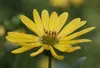 6 x Silphium perfoliatum - Silphium - Pot 9 x 9 cm Voir les images du produit 3
