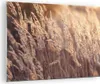 Bilder auf glas - Einteilig - Boho Ähren Feld - 70x50cm - Produktbild-Vorschau 1