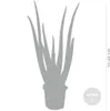 Bloomique - 2er Set - Aloe Vera Pflanze - Zimmerpflanzen - Produktbild-Vorschau 5