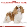 Royal Canin Cavalier King Charles Adult, Adult, Cavalier Produktbild-Vorschau 5