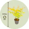 Érable du Japon - Acer palmatum 'Orange Dream' - Hauteur Voir les images du produit 2