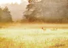 Vlies Fototapete - Morning Dew 100x70 cm Landschaften Produktbild-Vorschau 5