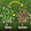 Roundup Rasen Unkrautfrei Rasendünger 9kg 450m² 2in1 100 Produktbild-Vorschau 5