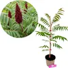 Rhus typhina, fluweelboom, hoogte 80 cm, pot van 2 liter Productafbeelding-voorbeeld 1