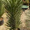 Graines exotiques - Lot de 5 - Robuste - Yucca Filifera - Voir les images du produit 3