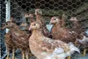 60m Sechseckgeflecht Hühnerzaun Kaninchendraht Hasengitter Produktbild-Vorschau 6