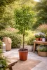 A potted tree is placed on a patio with other decorative items. Podgląd zdjęcia produktu