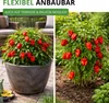 Chili Trinidad Moruga Scorpion Samen - Capsicum chinense - Produktbild-Vorschau 5