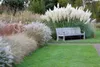 Stauden Gänge 10 x Cortaderia selloana 'White' im 1 Liter Produktbild-Vorschau 4