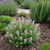 Bloomique - Lot de 6 - Thymus vulgaris - Thym véritable - Voir les images du produit 3