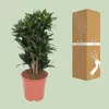 Drzewo smocze Dracaena Compacta Ø24 cm ↕80 cm Roślina Podgląd zdjęcia produktu 3