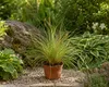 Carex brunnea 'Jenneke', circa 25 cm – Segale giapponese – Anteprima dell’immagine prodotto 3