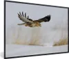 MuchoWow® Gerahmtes Poster Bussard im Flug über Produktbild-Vorschau 1