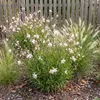 Stauden Gänge 3 x Gaura lindheimeri 'Whirling Butterflies' Produktbild-Vorschau 2