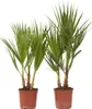 Waszyngtonia palma meksykańska - 2 szt - Washingtonia - Podgląd zdjęcia produktu 1