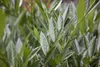 Prunus laurocerasus 'Caucasica', Kirschlorbeer, immergrün, Produktbild-Vorschau 5