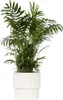 Chamedora - Chamaedorea elegans - Wysokość 50-60cm - ⌀17cm Podgląd zdjęcia produktu 5