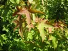 SAFLAX - Amerikanischer Amberbaum - 100 Samen - Liquidamber Produktbild-Vorschau 6