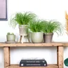 Bloomique - Zestaw 3 szt. - Cyperus Zumula - Trawa dla Podgląd zdjęcia produktu 4