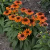 A close-up view of several orange coneflowers with green foliage in a garden setting. Produktbild-Vorschau