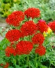 Lychnis chalcedonica, Burning Love, jasnoczerwona, doniczka Podgląd zdjęcia produktu 1
