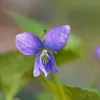 6 x Pfingst-Veilchen  - Viola sororia 'Blue Diamond'  | Produktbild-Vorschau 2