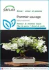 SAFLAX  - Pommier sauvage - 30 graines - Malus Voir les images du produit 1