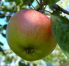 Apfelbaum Kaiser Wilhelm robust Winterapfel Apfel Halbstamm Produktbild-Vorschau 1