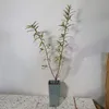 Olivello Spinoso Aromatnaja 2L Anteprima dell’immagine prodotto 2