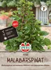 SPERLI Malabarspinatsamen Rubra Basella alba 10 Pflanzen Produktbild-Vorschau 1