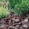 Kiefernrinden-Gartengrundierung, fein, 50 l, 0-10 mm Produktbild-Vorschau 3