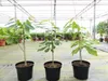 Indianerbanane 100 cm Asimina triloba Sunflower Papau Produktbild-Vorschau 2